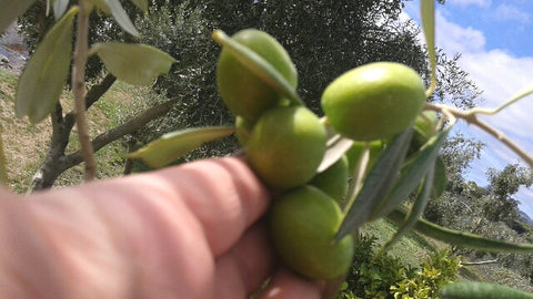 Picking Olives Telegraph Hill