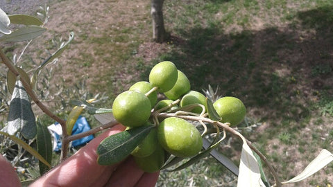 Picking Olives Telegraph Hill