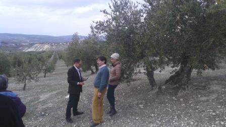 Suerte Alta Olive Grove Spain Telegraph Hill