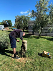 Telegraph Hill olive graft geoff 2