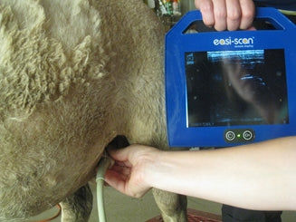 Tips to Take Care of Your Pregnant Ewe