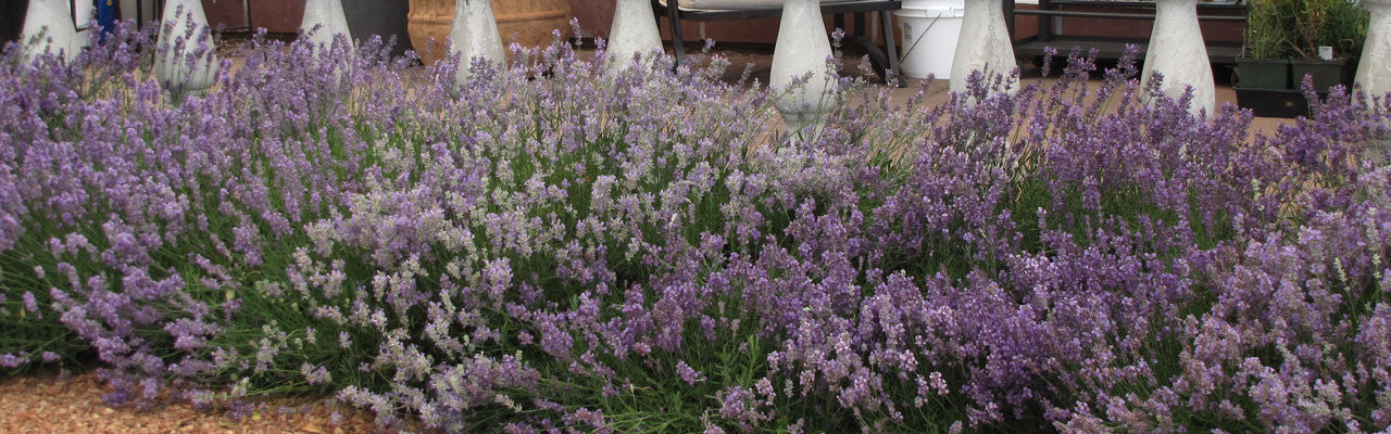 Weir's Lane Lavender & Apiary