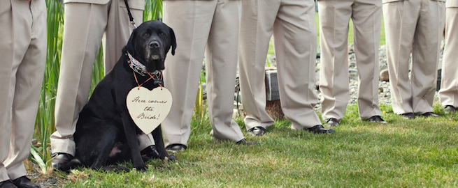 best ideas for using dogs in weddings