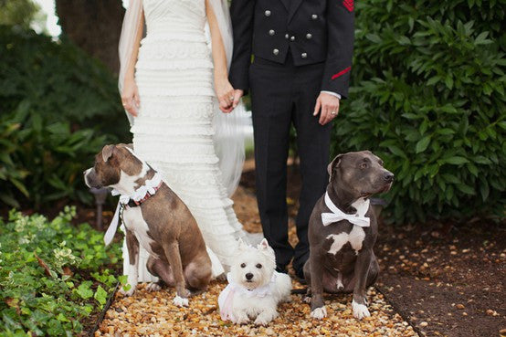 how to use dogs in wedding
