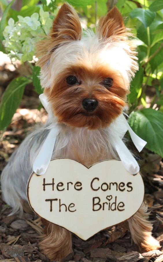 dogs in wedding inspiration ideas
