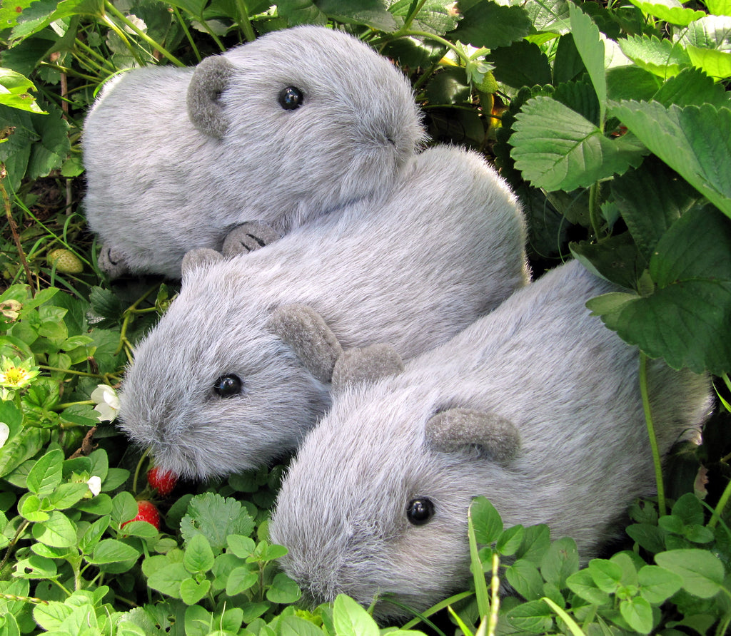 guinea pig plush toy australia