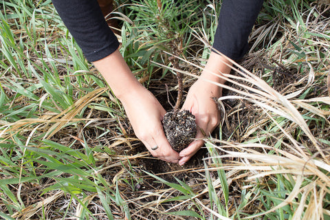 Planting Trees with One Tree Planted