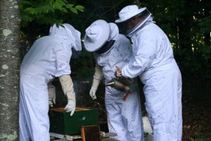 Beekeping Advising