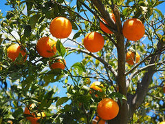 Fruit tree