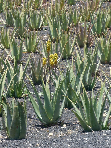 Aloe Vera growing on a plantation in the Canary Islands