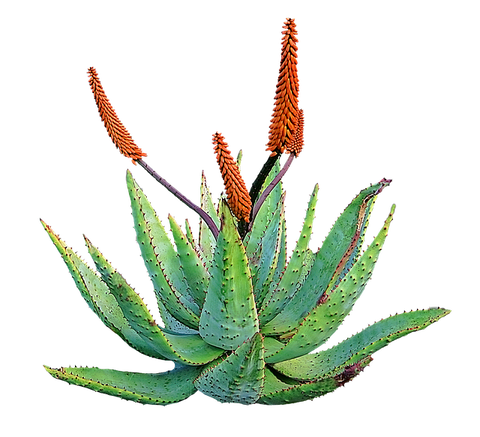 Botanical image of Aloe Vera