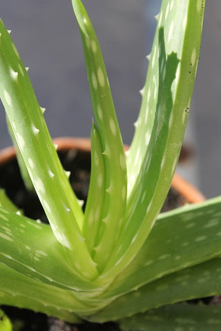 Aloe Vera in small pot