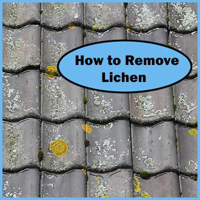 lichen remove