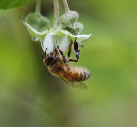 Honey Bee protection