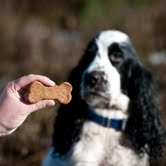 Alfie enjoying a biscuit