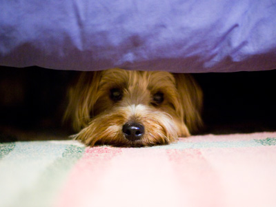 Dog hiding from fireworks