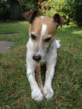 Taffy chewing a Staglers lazy dog antler chew