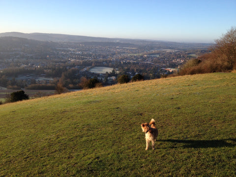 Admiring the view at the top of Box Hill