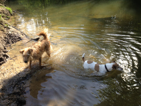 River Mole at Box Hill