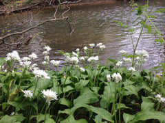 Wild garlic along the banks of the River Mole