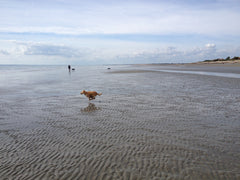 Reina on the beach at West Wittering