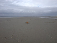 Reina on the beach at West Wittering