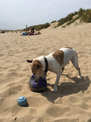 Taffy at Camber Sands beach