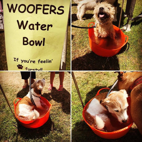 Our woofer water bowl