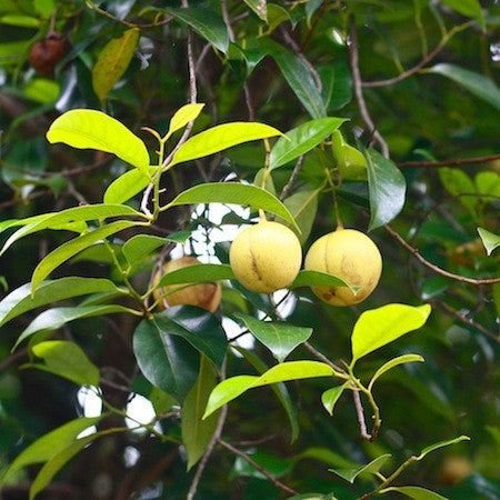 where does nutmeg come from?