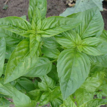 where to buy basil - season with spice