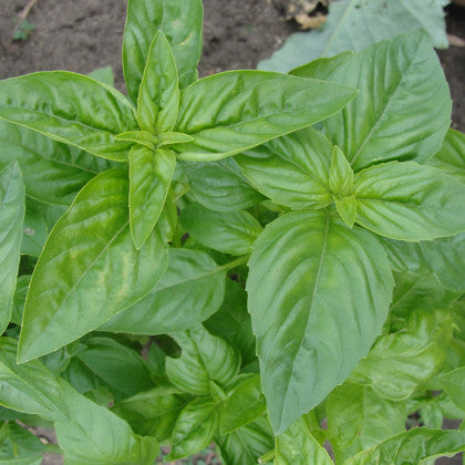 Basil Leaves - season with spice
