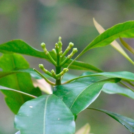 cloves spice plant