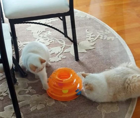 Best Cat Toys Available Online in USA