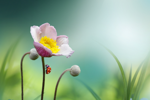 kinds of flowers