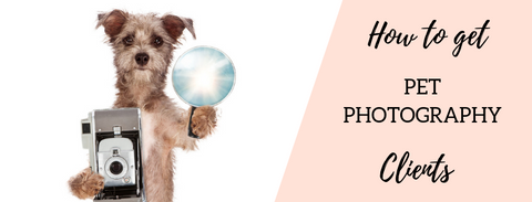 Pet photography marketing tips