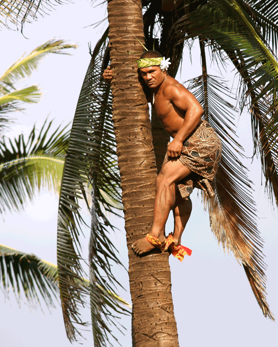 Man climbing coconut tree to collect coconuts for cooking
