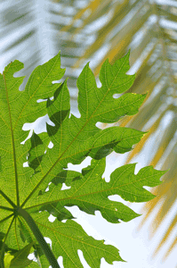 Rainforest Herbs Papaya Leaf Tea for dengue