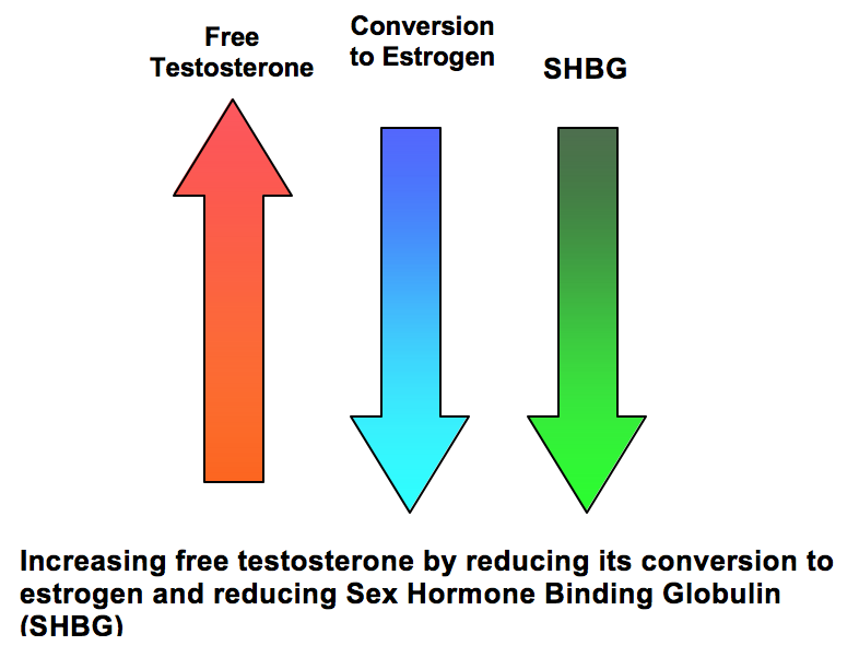 Tongkat Ali reduces the conversion of testosterone to estrogen