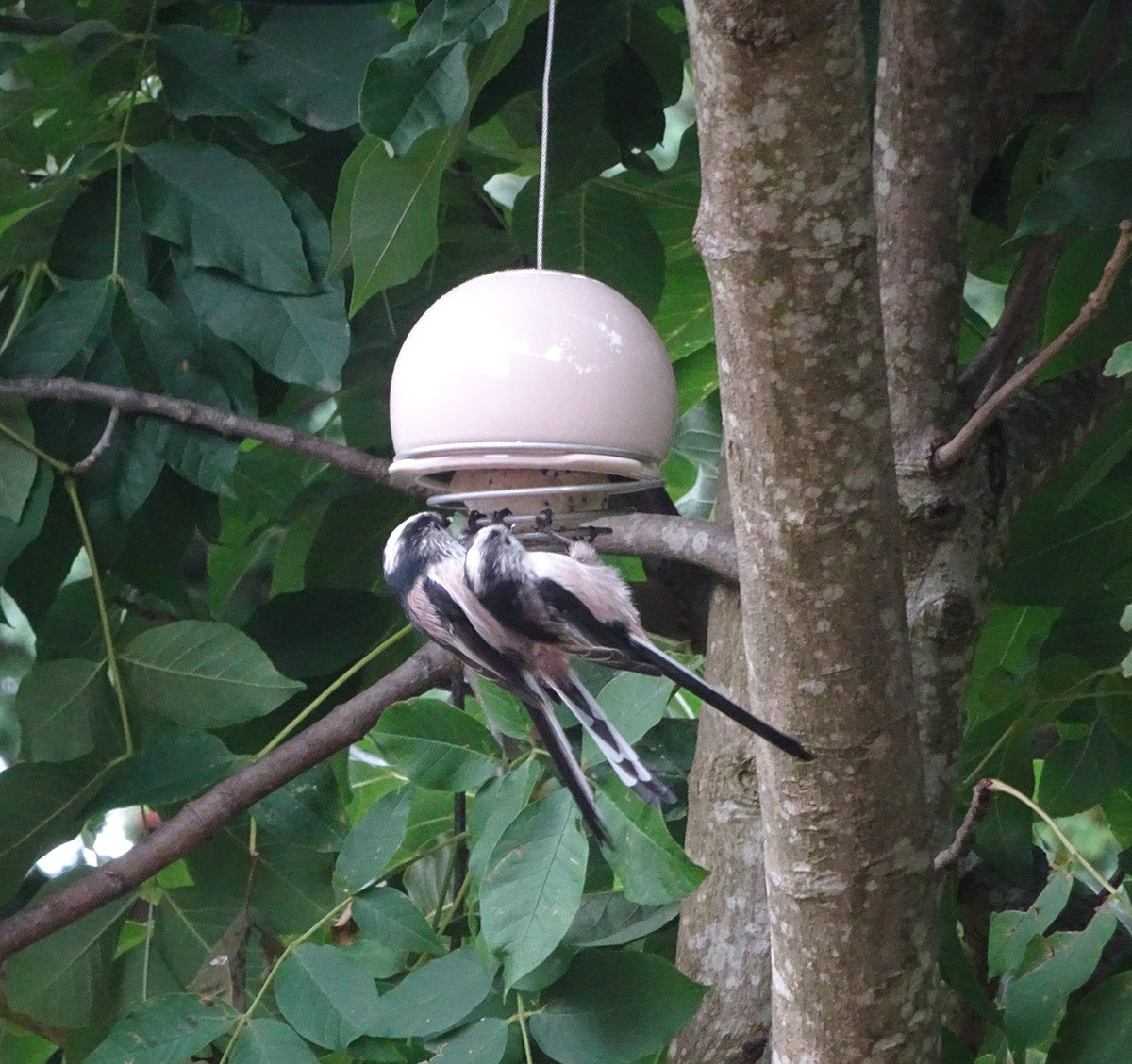 Long tailed tits on belle birdfeeder