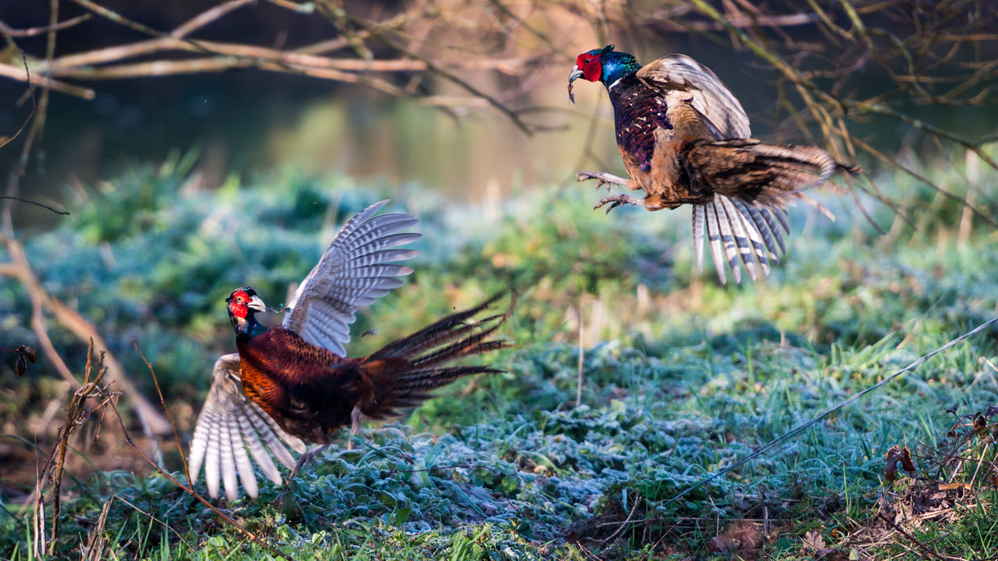 garden birds pics pheasants fighting