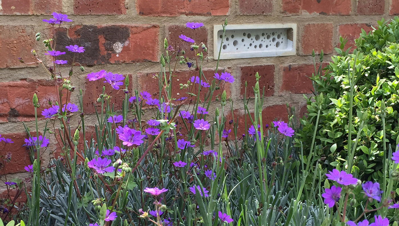 bee brick in  a brick wall bee with dad