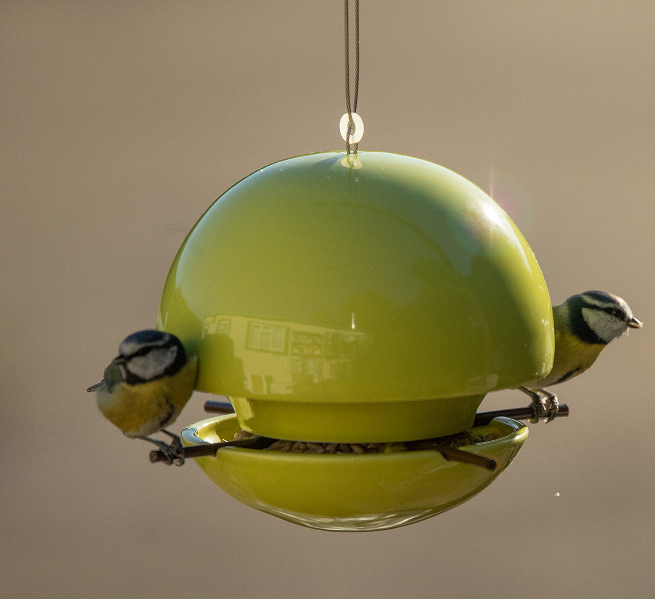 birds on Green&Blue lime seed feeder for birdwatch