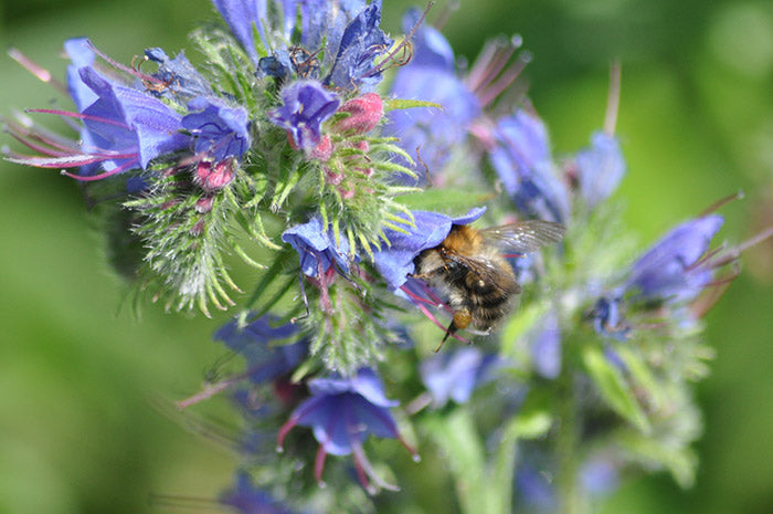 bee friendly planting great british bee count photo of bee on flowers