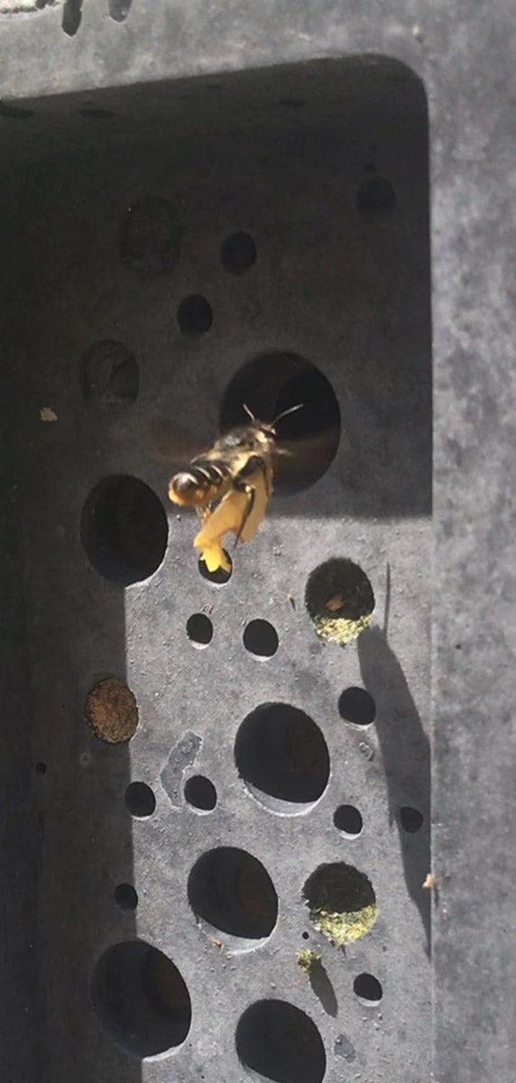 Bee entering bee brick bee house