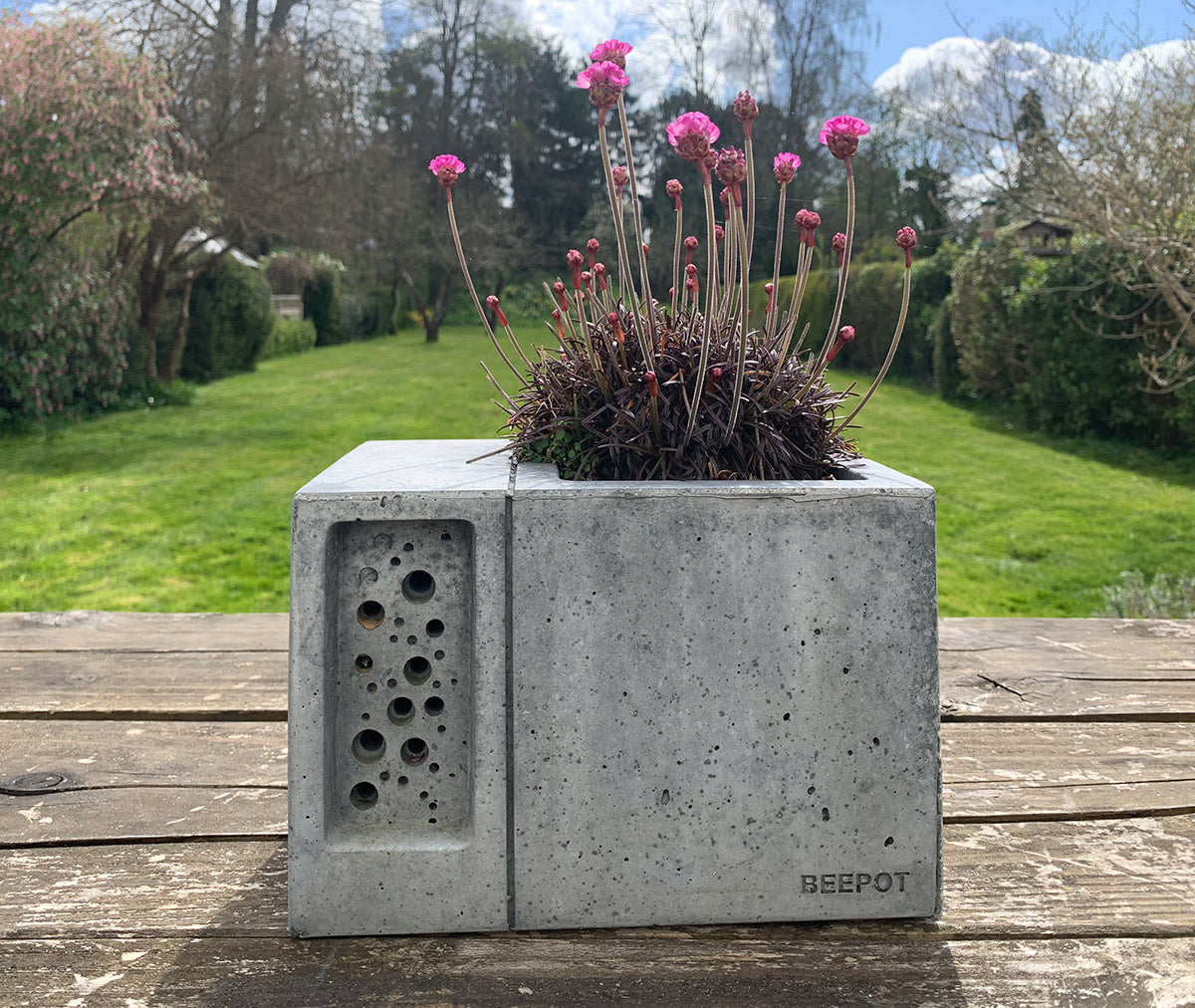 scabious bee friendly planting in charcoal beepot solitary bee house and planter