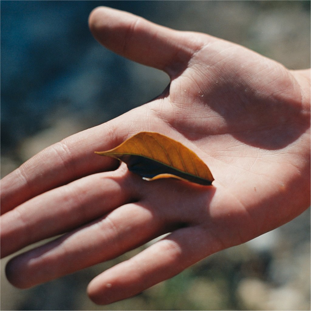 Yallah single origin coffee leaf in hand