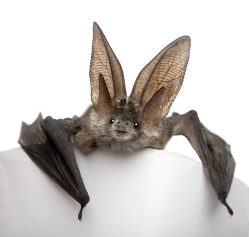 common pipistrelle bats of the uk