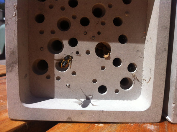 Solitary bee solutions