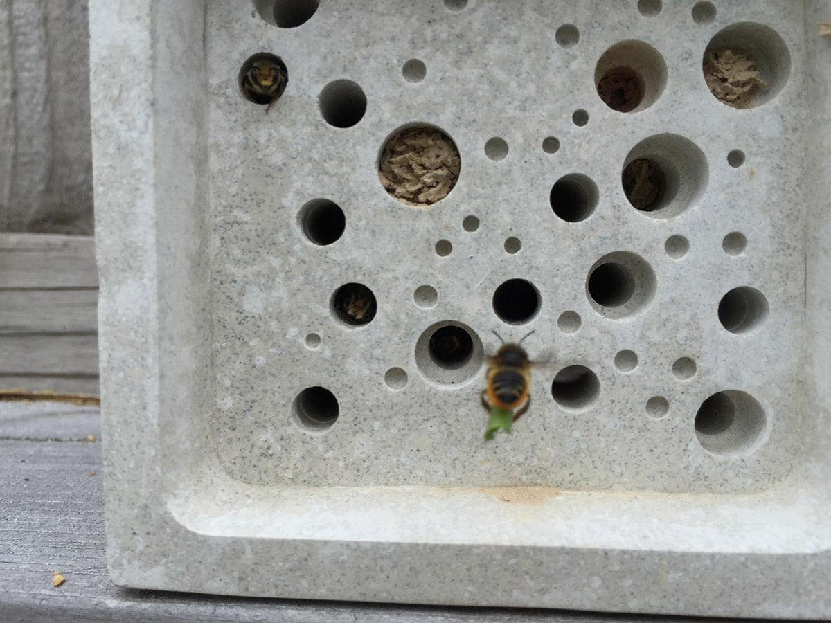 Leafcutter solitary bee on Green&Blue bee block