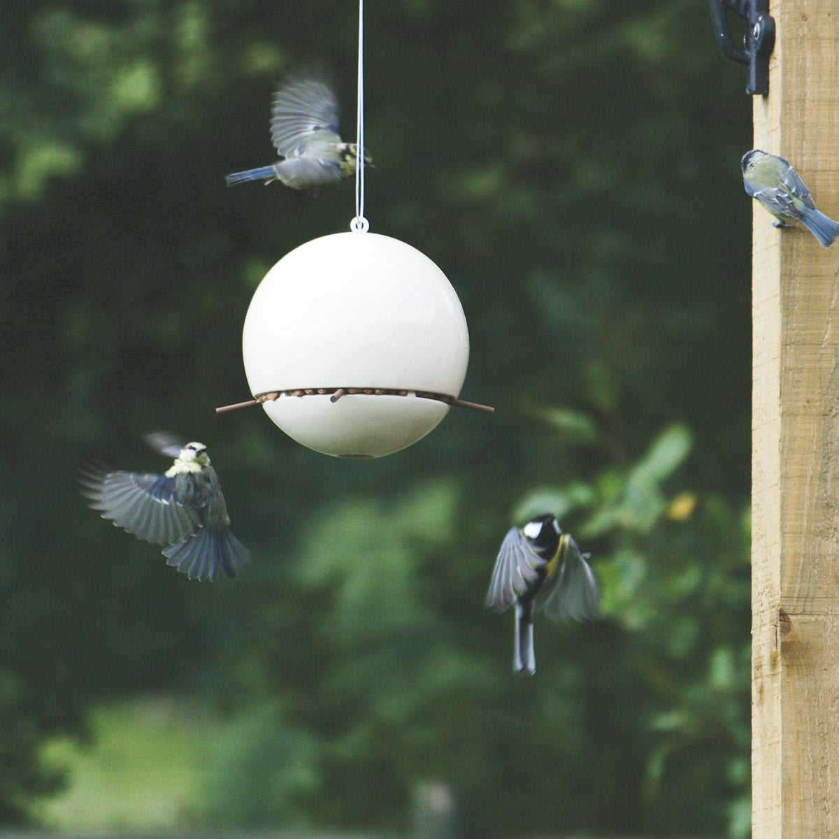 Green&Blue Birdball peanut bird feeder